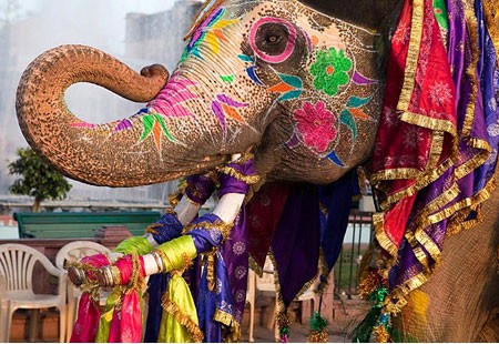 Elephant Festival